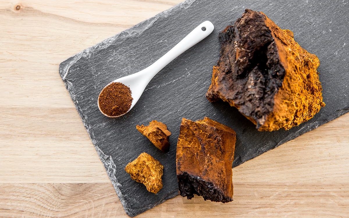 Chaga mushroom from chunks to powder in your kitchen !