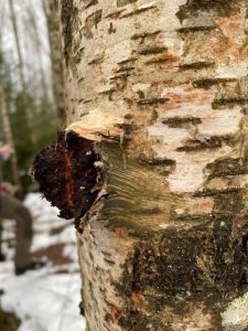 Chaga lump on the side of a Birch Tree in the pristine Estonian Forest.